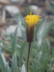 Raillardella argentea