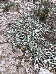 Raillardella argentea