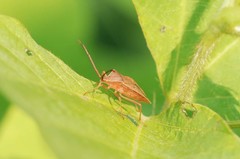 Homoeocerus dilatatus