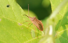 Homoeocerus dilatatus