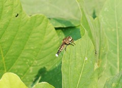 Promachus yesonicus