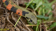 Rhabdophis tigrinus