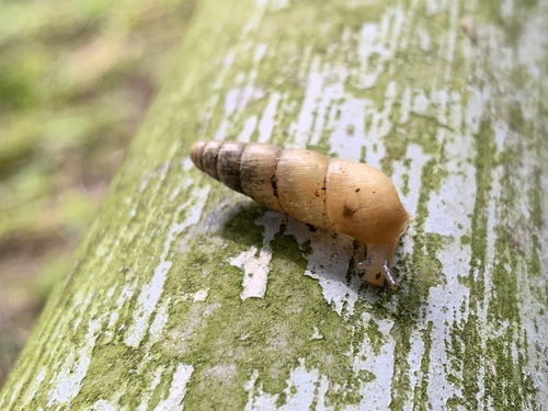 Genus Tortaxis · iNaturalist