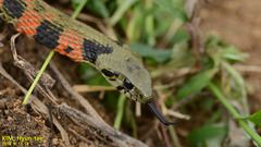Rhabdophis tigrinus