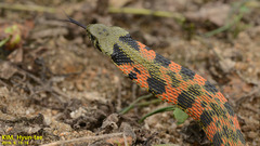 Rhabdophis tigrinus