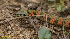 Rhabdophis tigrinus