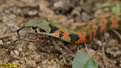 Rhabdophis tigrinus