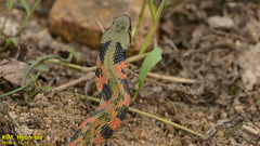 Rhabdophis tigrinus