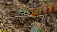 Rhabdophis tigrinus