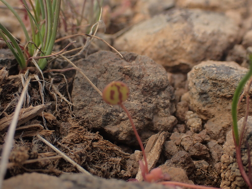 Image of Idahoa scapigera by no rights reserved