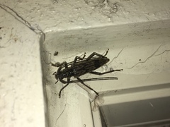 Elytrimitatrix undata