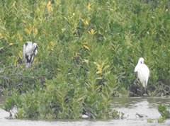 Ardea cinerea