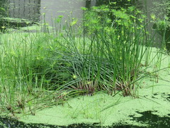 Cyperus prolifer