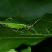 Green Tree Cricket - Photo (c) Kim, Hyun-tae, some rights reserved (CC BY), uploaded by Kim, Hyun-tae