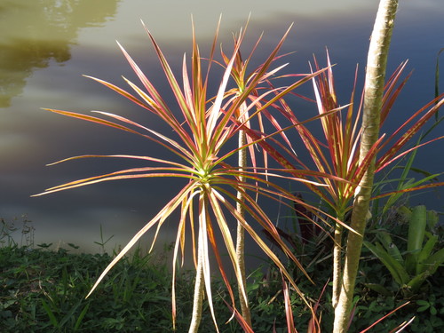 Dracaena reflexa