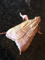 Parachma ochracealis