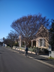 Lagerstroemia indica