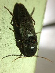 Diplostethus texanus
