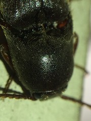 Diplostethus texanus