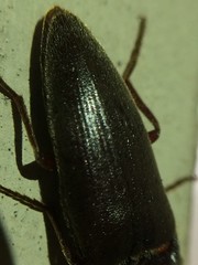 Diplostethus texanus