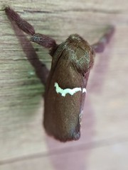 Monoleuca semifascia
