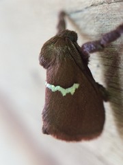 Monoleuca semifascia