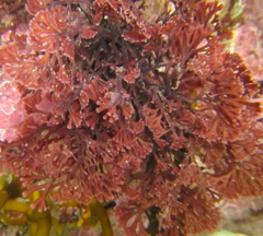 Melanthalia abscissa