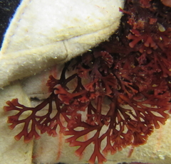 Melanthalia abscissa