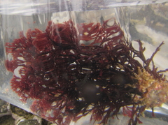 Melanthalia abscissa