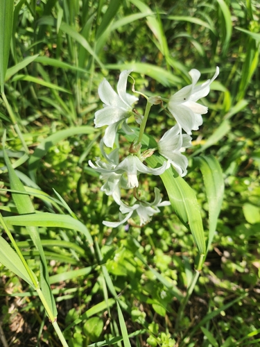Image of Ornithogalum nutans by no rights reserved