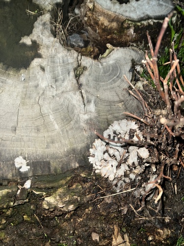 Schizophyllum commune