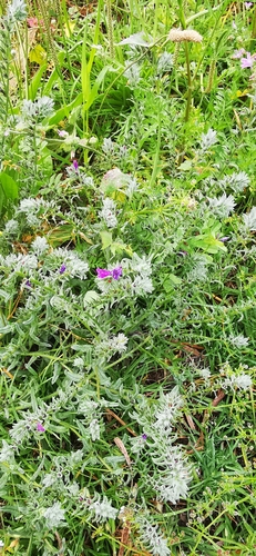 Image of Echium sabulicola by (c) Sigitas Juzėnas, some rights reserved (CC BY)