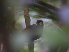 Chestnut-Crested Antbird photo 4