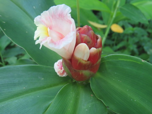 Costus atlanticus, photograph 1