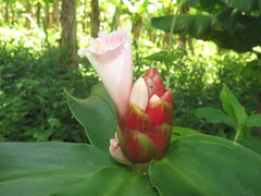 Costus atlanticus