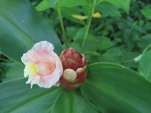 Costus atlanticus, photograph 2