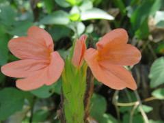 Crossandra infundibuliformis