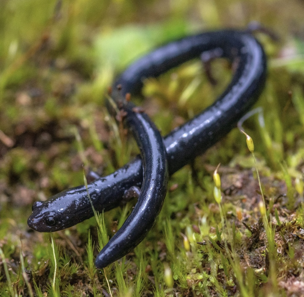 Tzutujil Worm Salamander