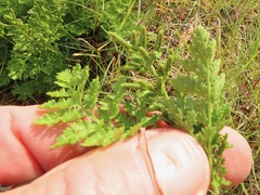 Cryptogramma sitchensis