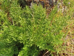 Cryptogramma sitchensis