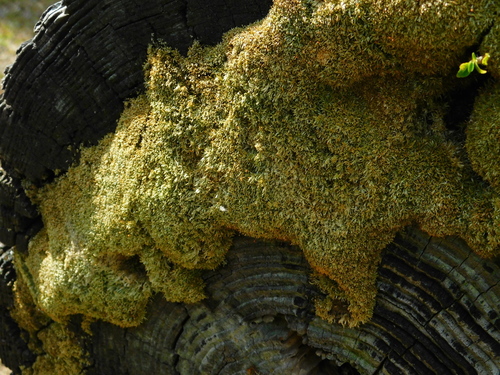 Image of Octoblepharum albidum by (c) David Garza, some rights reserved (CC BY)