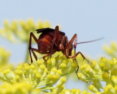 Tachypompilus unicolor