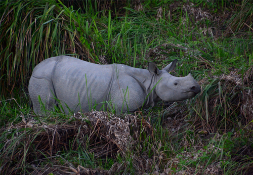 Indian Rhinoceros, photo 6 of 10