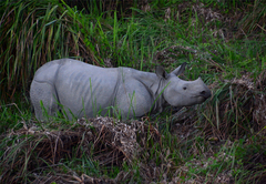 Rhinoceros unicornis