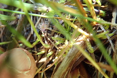 Drepanocladus