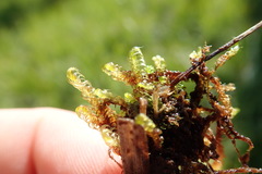 Drepanocladus