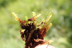 Drepanocladus