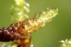 Drepanocladus