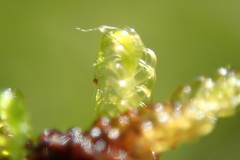Drepanocladus