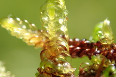 Drepanocladus